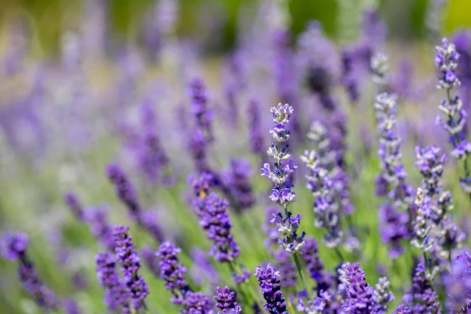 When the Land Wakes: Fethiye’s Spring Almanac